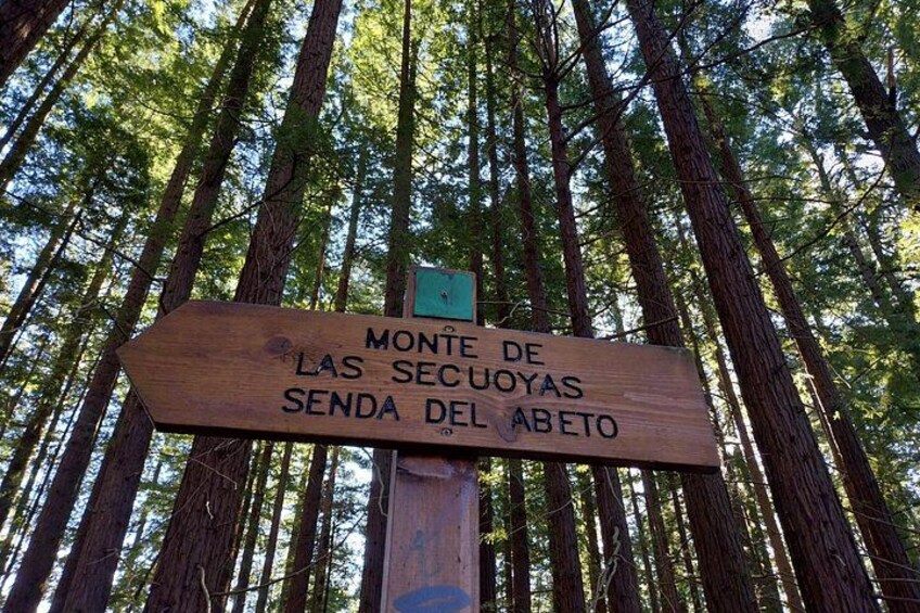Sequoia Forest and San Vicente de la Barquera Tour 1