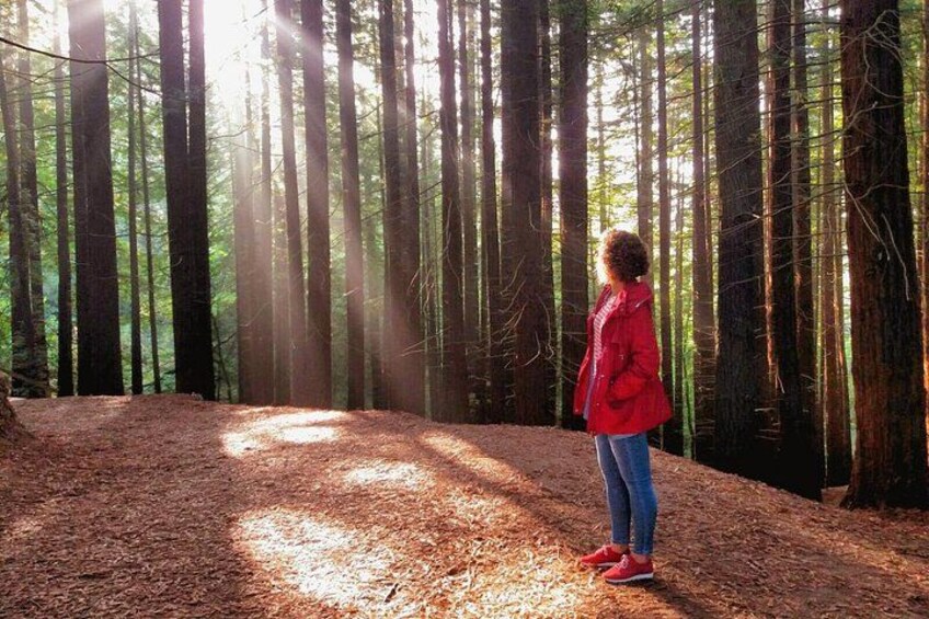 Una persona de pie en un bosque con árboles altos y luz del sol filtrándose entre las ramas. 2