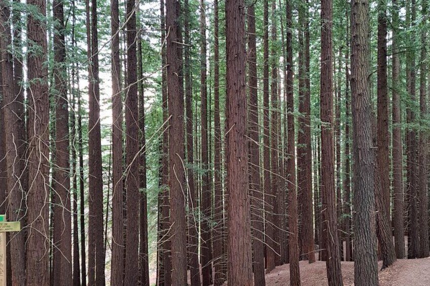 A dense forest with tall, straight trees and a dirt path. 2