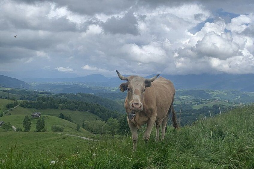 A brown cow with horns standing on a grassy hill with a cloudy sky and distant mountains in the background. 4