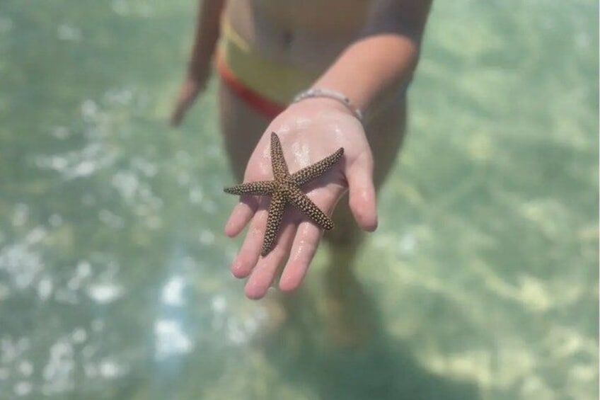 A hand holding a starfish. 3
