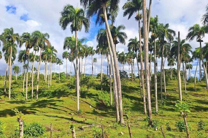 City Tour from PuntaCana with Coffee, Chocolate Tasting and Lunch 3