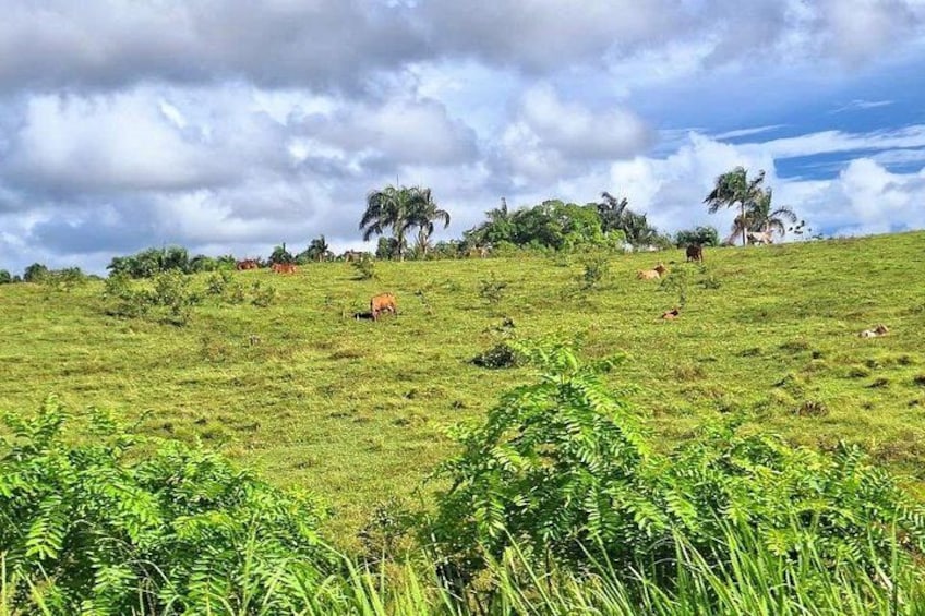 City Tour from PuntaCana with Coffee, Chocolate Tasting and Lunch 2