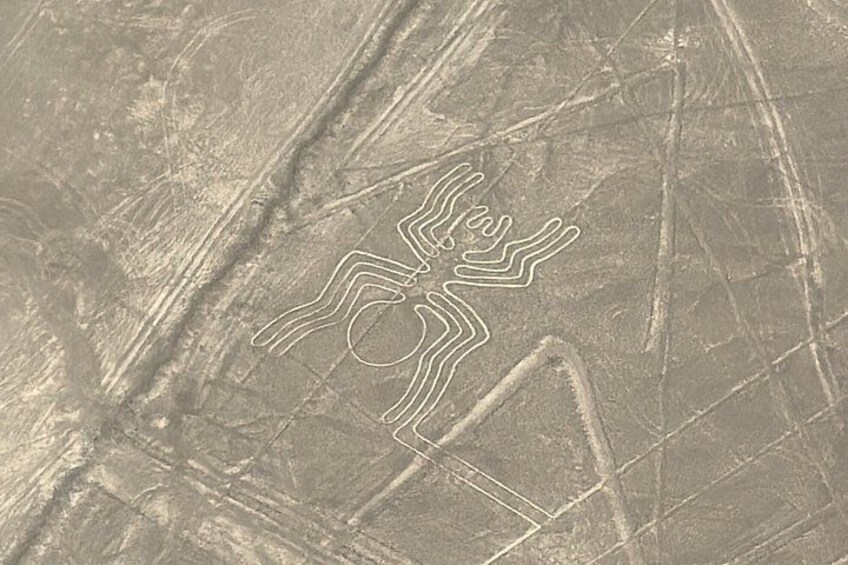 Une toile d’araignée sur une surface texturée. 2