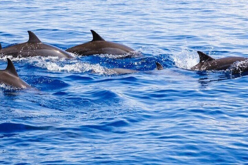 Dolphins swimming in blue ocean water. 4