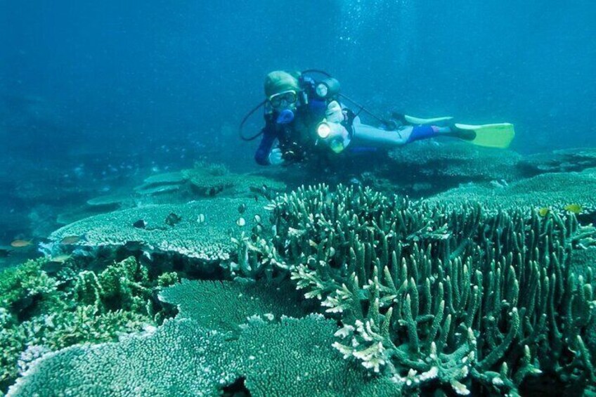 A diver exploring a coral reef with dense coral formations. 1