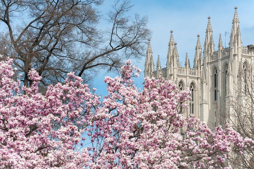 A building with Gothic architecture, cherry blossom trees in bloom, and a clear blue sky. 1