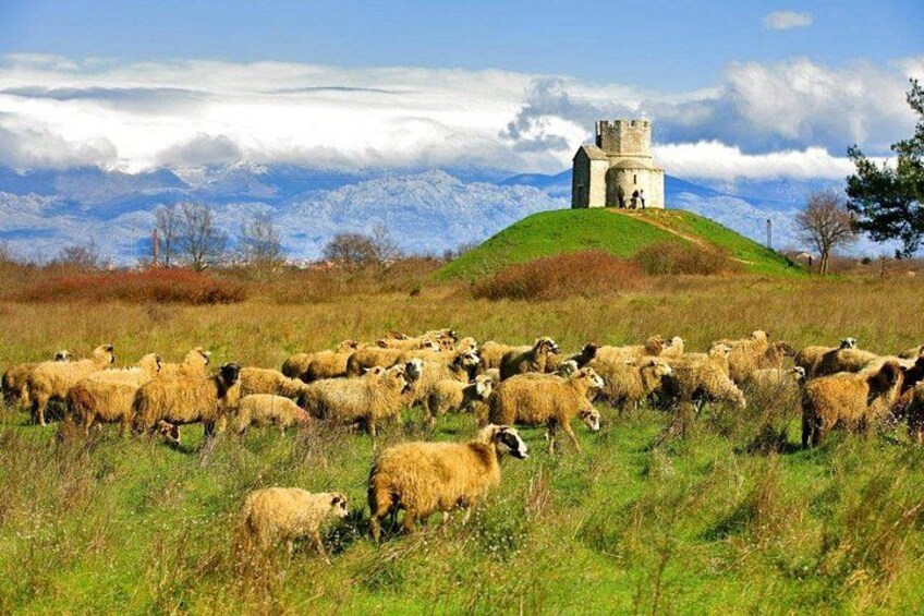 A flock of sheep grazing on a grassy hill with a castle-like structure in the background. 1