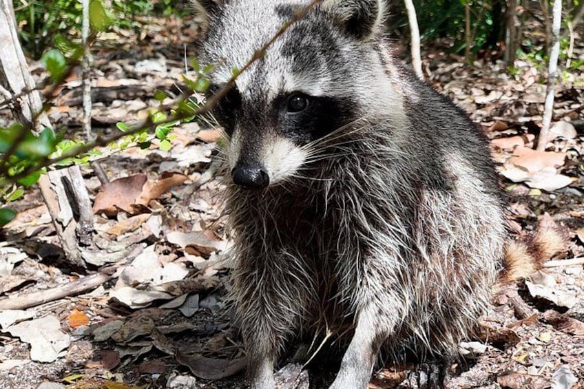 Raccoon Island Miami Boat Tour with Wildlife & Swimming 1