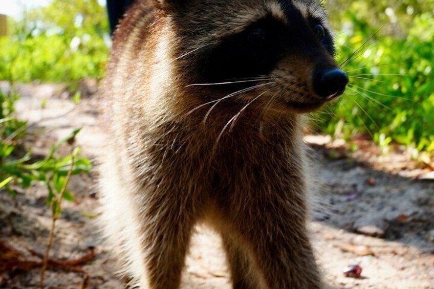 Raccoon Island Miami Boat Tour with Wildlife & Swimming 5