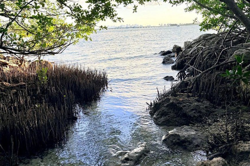 Raccoon Island Miami Boat Tour with Wildlife & Swimming 2