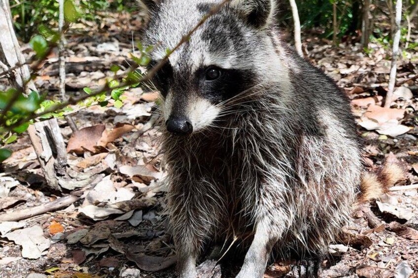 Un mapache sentado sobre el suelo del bosque, rodeado de hojas y ramitas secas. 1
