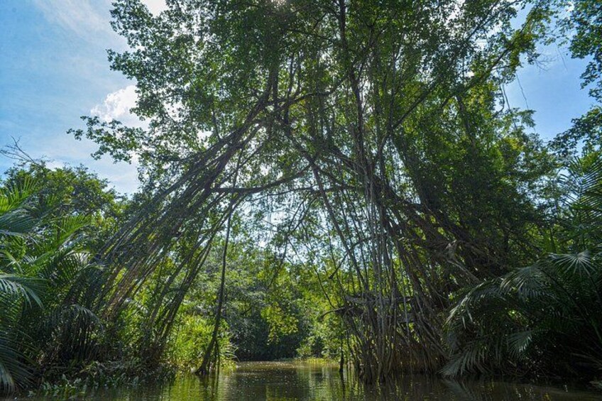 Little Amazon and Wat Khongkha Phimuk Half Day Tour from Khao Lak 3