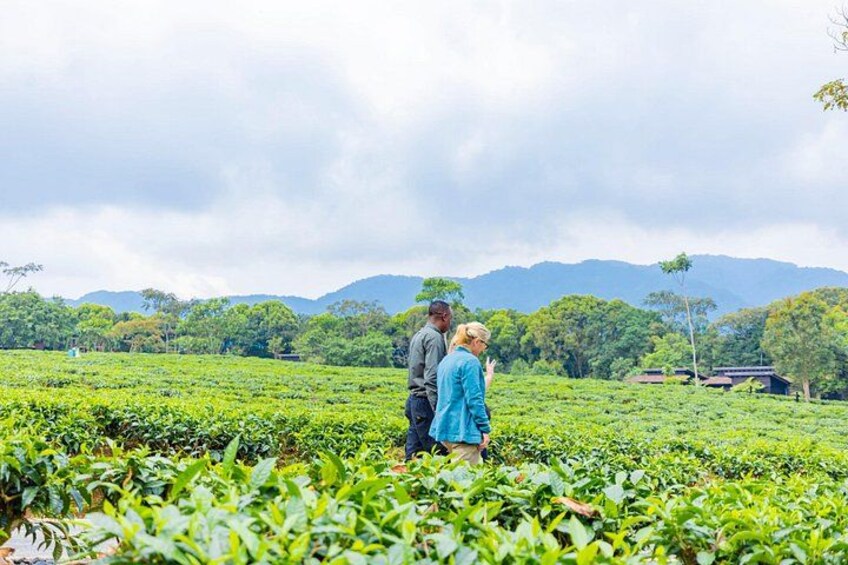 A tea plantation with workers in the field. 4