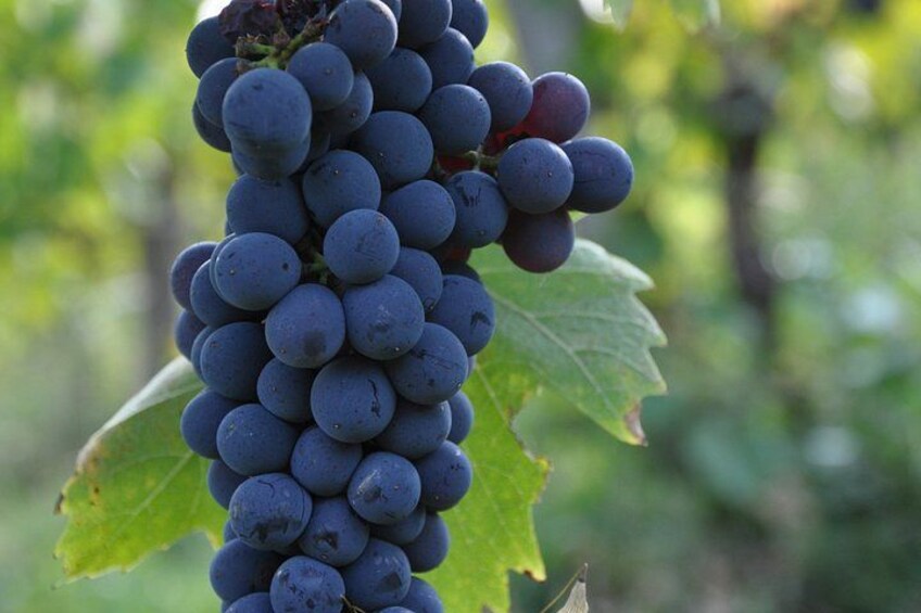 A bunch of dark purple grapes on a vine with green leaves. 2