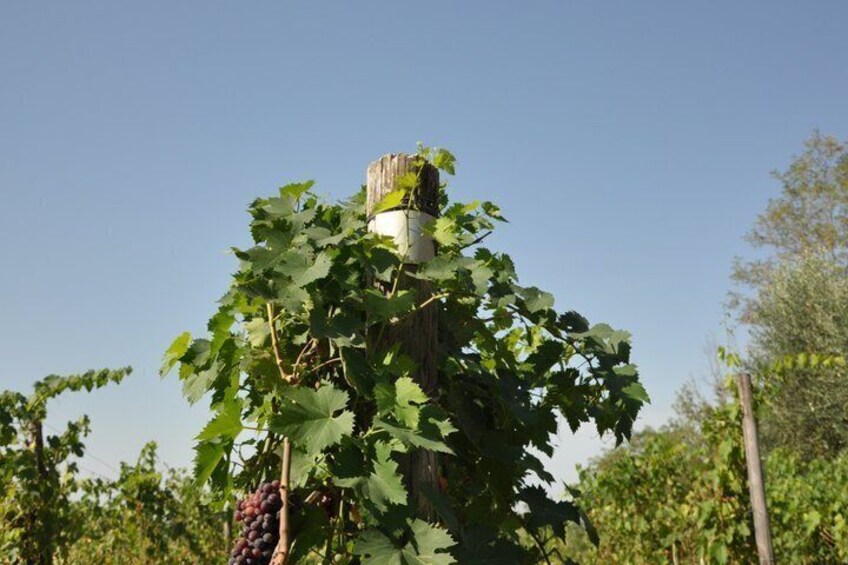 Chianti Wine Tasting at Castello di Orgiale 3