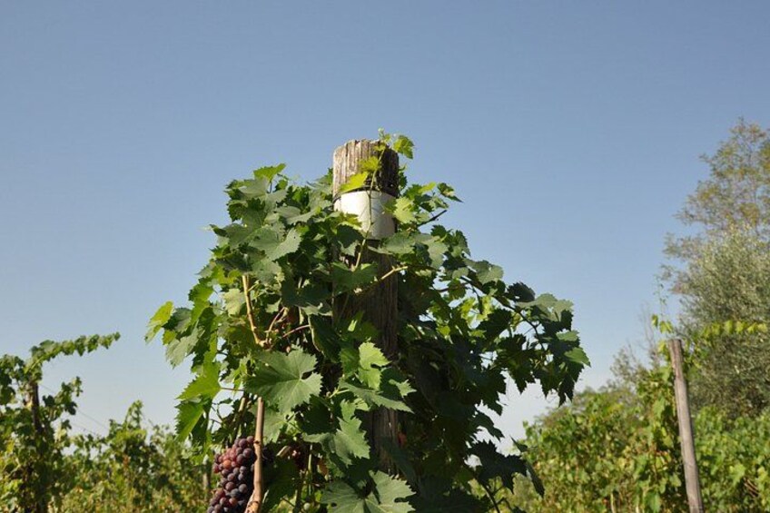 A vineyard with grapevines and a wooden post. 5