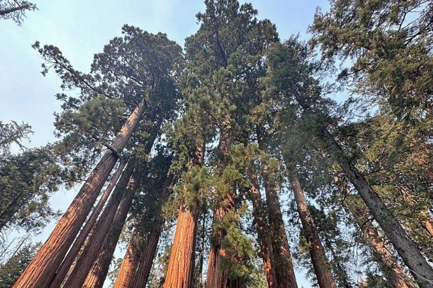 Los Angeles to Kings Canyon and Yosemite 2 Day Tour 3