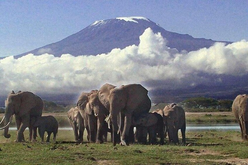 Private 11 Day Safari at Kenya and Tanzania 4