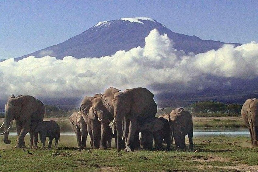 A herd of elephants near a body of water with a mountain in the background. 4