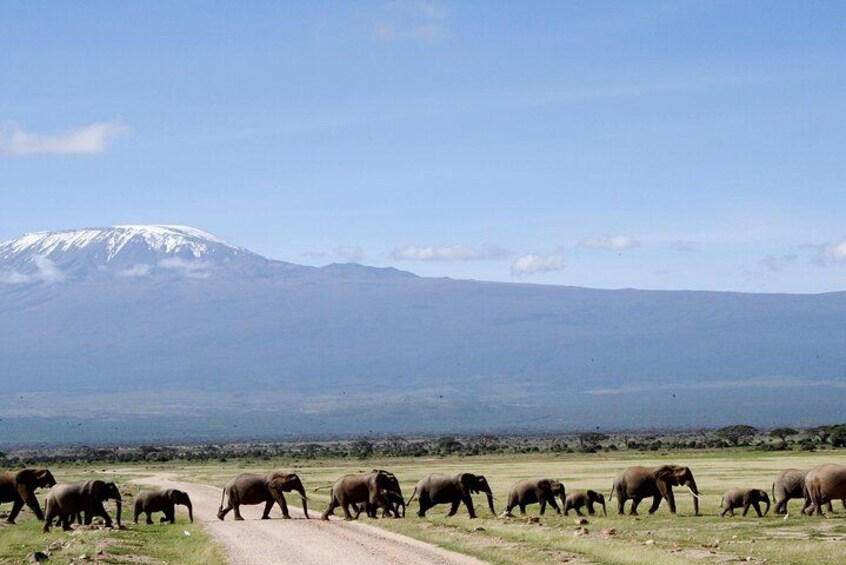 Private 11 Day Safari at Kenya and Tanzania 5