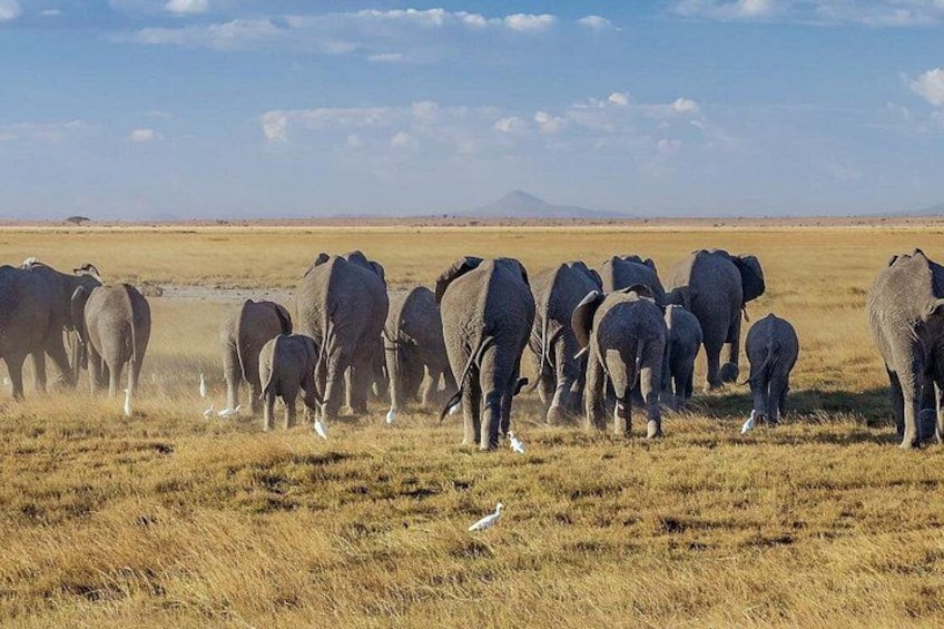 A herd of elephants in a grassy savannah with a clear sky and distant mountains. 2