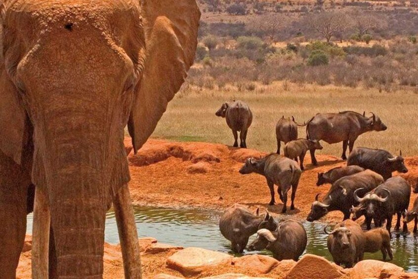 Private 11 Day Safari at Kenya and Tanzania 3