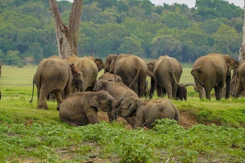 wild-elephants-sri-lanka-monneriya-safari 1