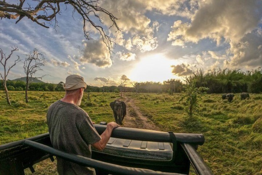 Minneriya Luxury Safari Morning Birds or Afternoon Herds 2