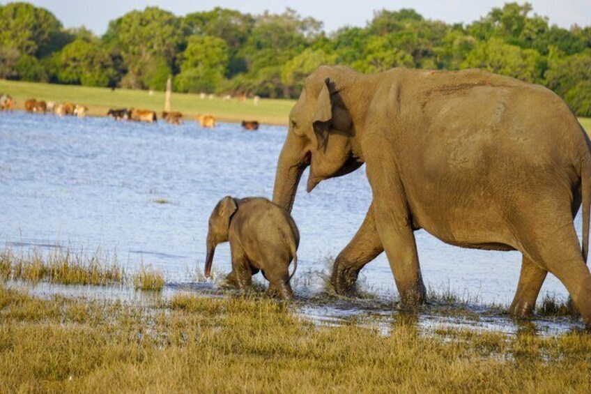 Minneriya Luxury Safari Morning Birds or Afternoon Herds 3