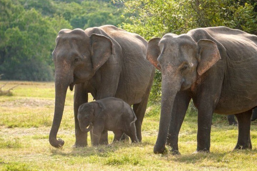 Minneriya Luxury Safari Morning Birds or Afternoon Herds 2