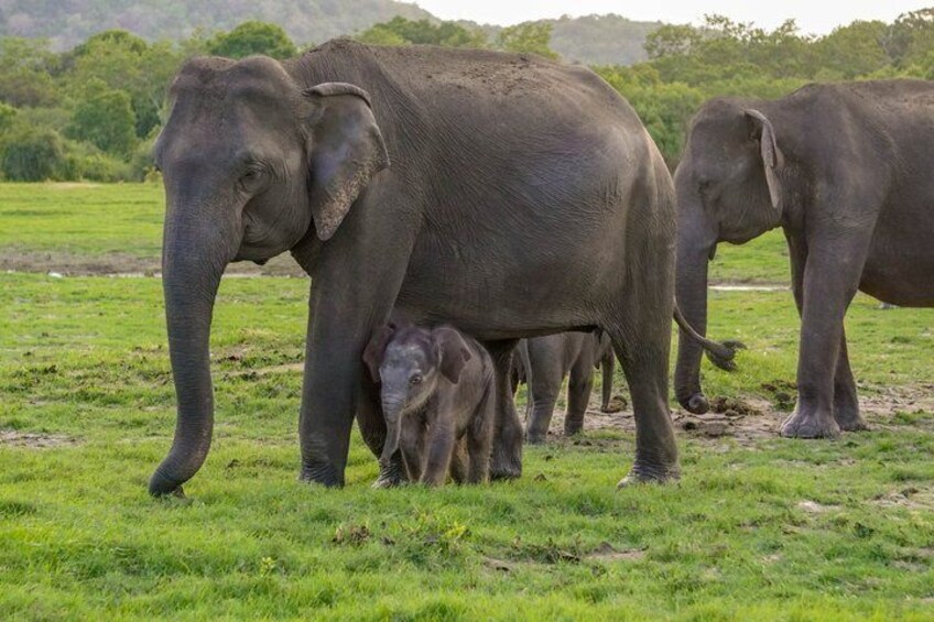 Minneriya Luxury Safari Morning Birds or Afternoon Herds 1