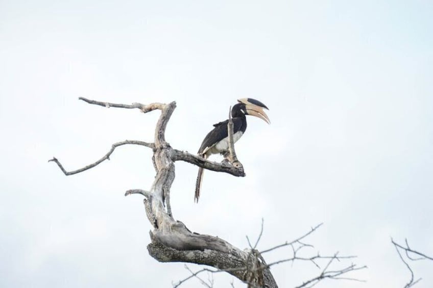 Minneriya Luxury Safari Morning Birds or Afternoon Herds 3