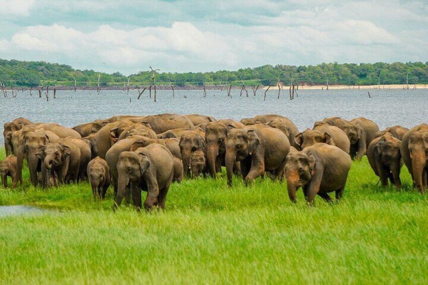 A herd of elephants in a grassy area near a body of water. 1