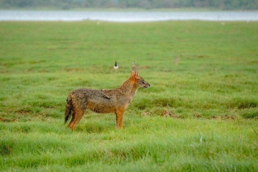 Minneriya Luxury Safari Morning Birds or Afternoon Herds 4