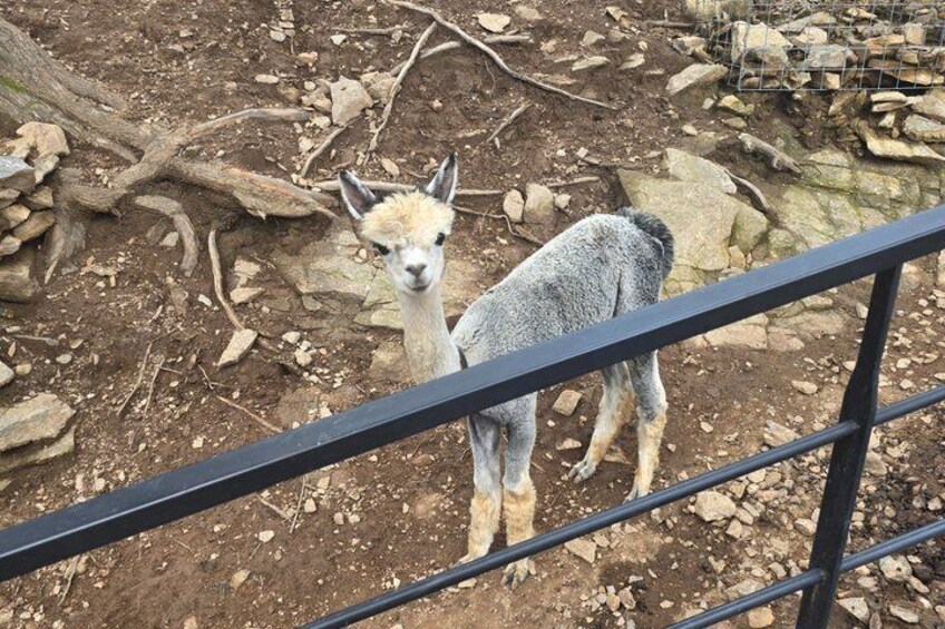 Alpaca Sheep Ranch, Nami, Petite France Private Tour from Seoul 1