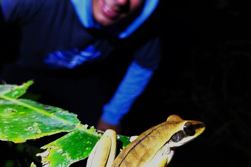 Night walk and search for tarantula sloths 2