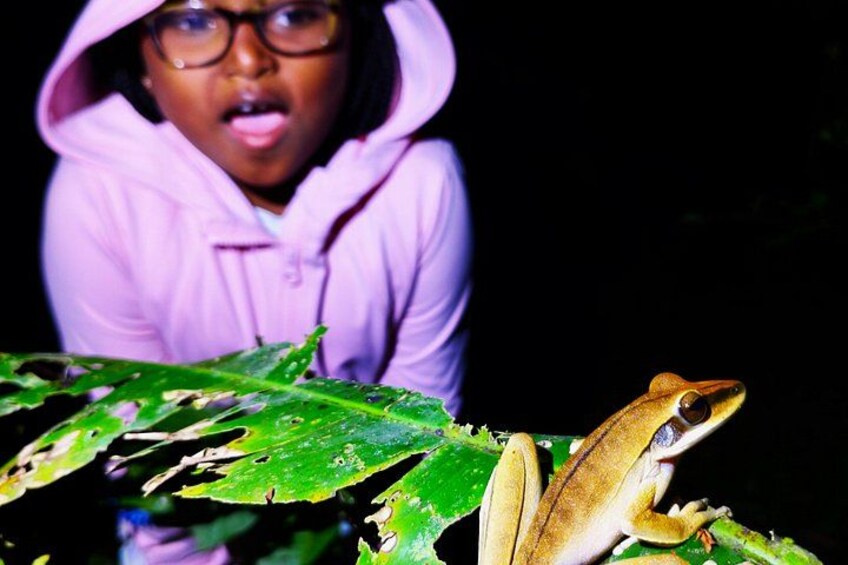 Night walk and search for tarantula sloths 1