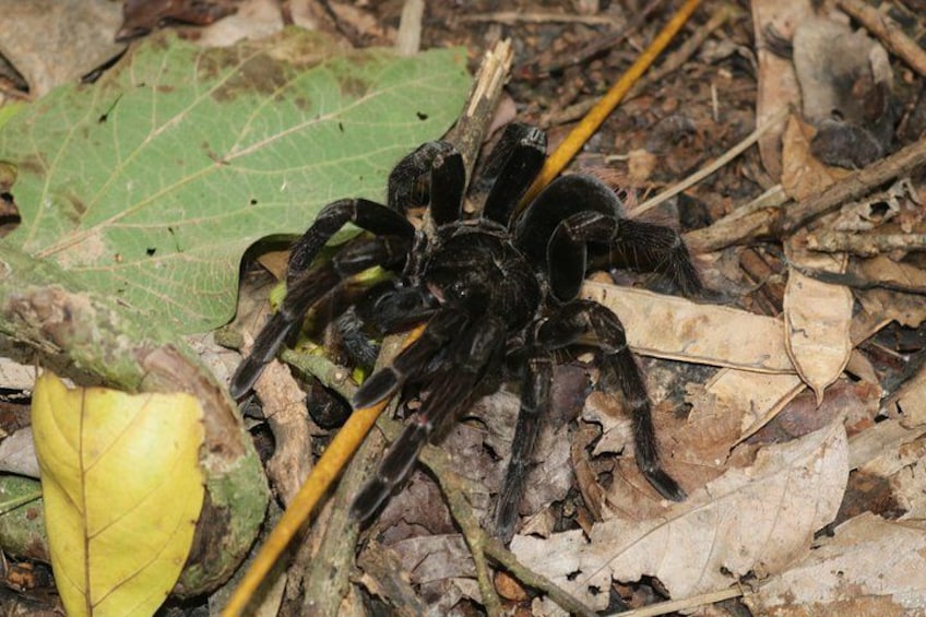 Night walk and search for tarantula sloths 5
