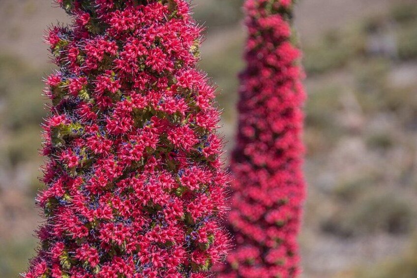 A cactus with red flowers. 2