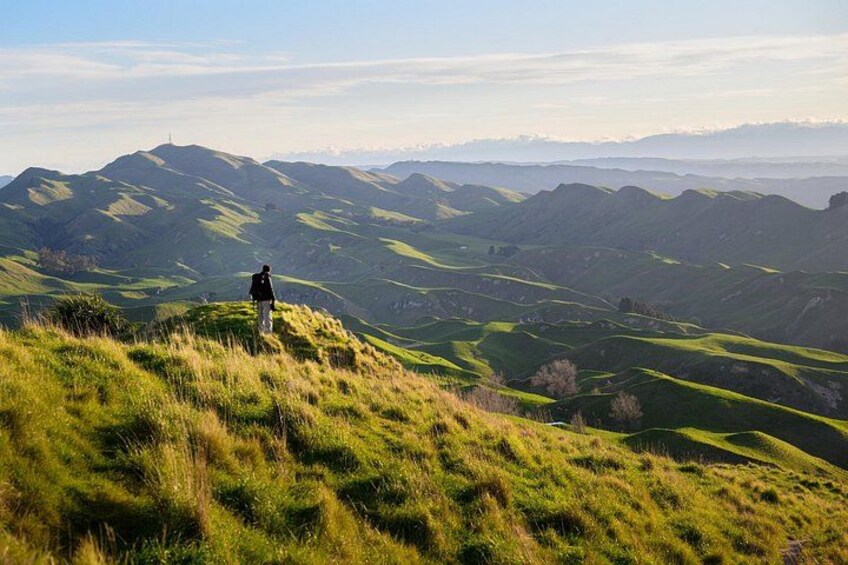 Scenic Vineyards & Te Mata Views: Napier Private Shore Tour 4