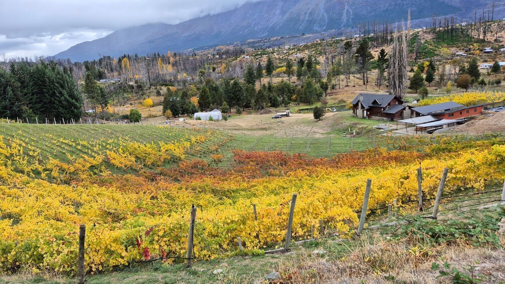 Gourmet El Bolsón: Patagonian Wine Pairing 2