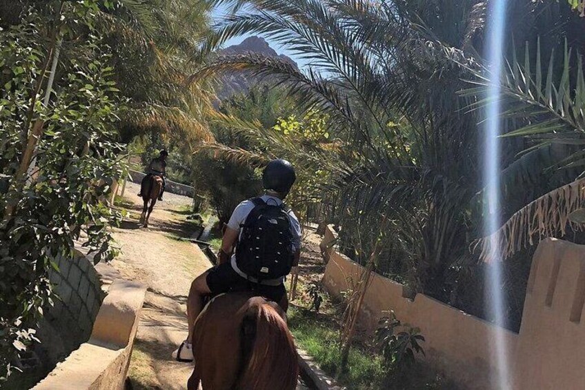 A person riding a horse on a dirt path surrounded by palm trees and greenery. 1