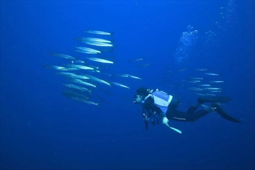 A diver swimming with a school of fish. 1
