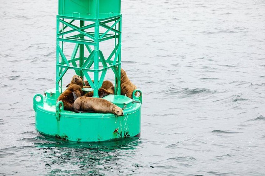 Private Guided 10 Passenger Tour to Sitka 5