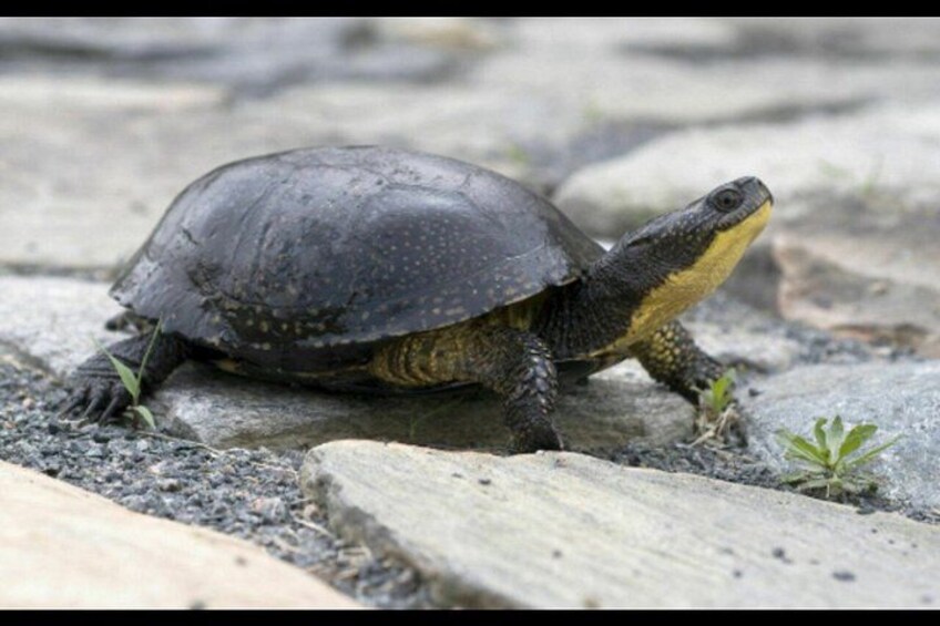 Gatineau Park Tour | Ottawa Tours Canada 5