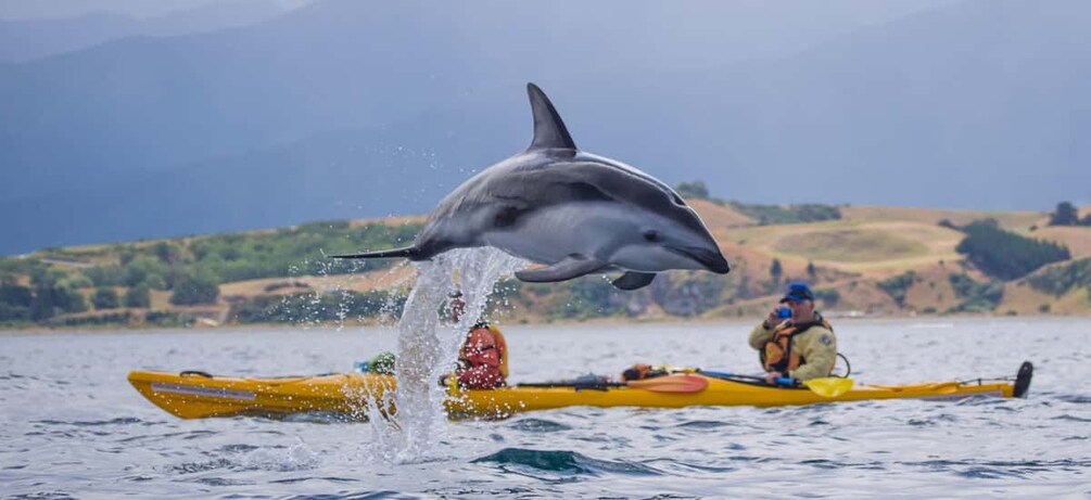 A dolphin jumping out of the water near a yellow kayak with two people in it. 1