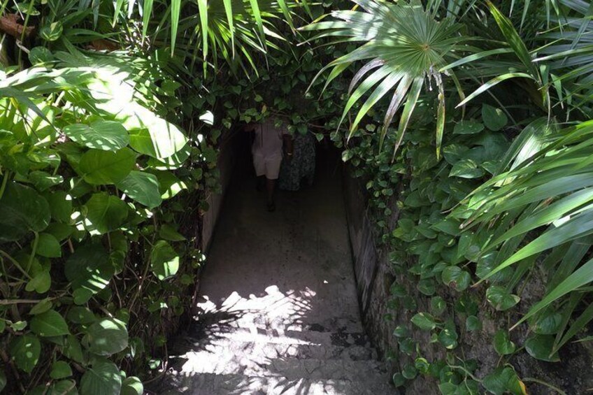 A narrow pathway surrounded by dense foliage. 4