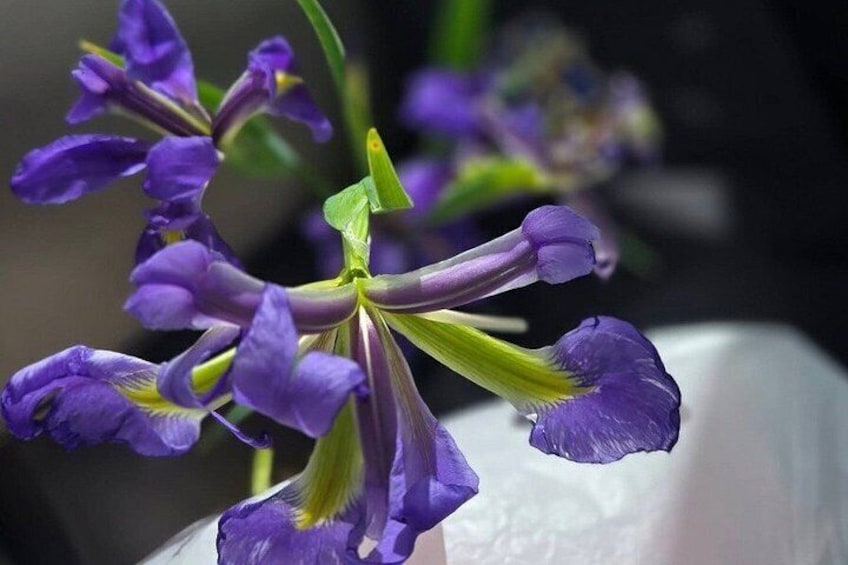 Wild Louisiana Iris on Bayou 2