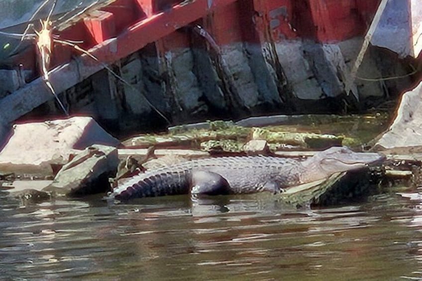 Lazy Gator 2
